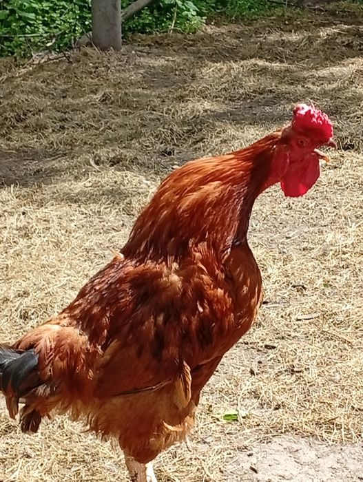 Молодий червоний півень недорого
