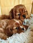 Cavalier King Charles spaniel