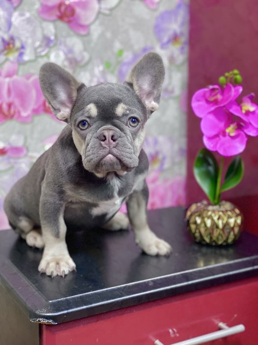 Дівчинка Лілак Тан‼️