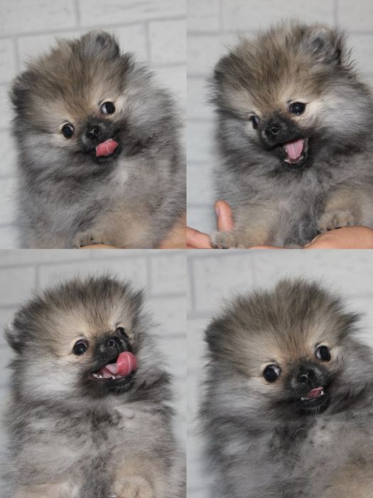 Szpic miniaturowy pomeranian