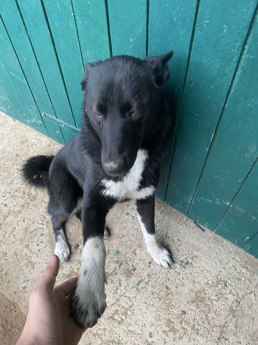 Продам дівчинку лайку