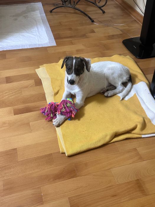 Віддам врятоване цуценя (вакцинована, з паспортом).Доставлю по Україні