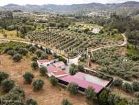 Quinta de 31.165 m2 com olival e terreno para construção