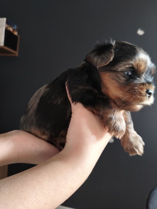 Yorkshire terrier