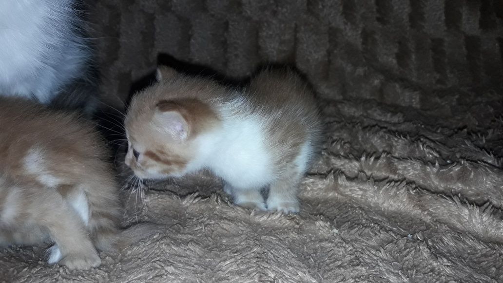 Котики кошенятя рижики кіт киця