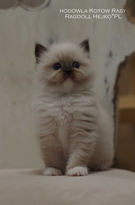 Wyjątkowe kocięta Ragdoll z profesjonalnej hodowli FIFe FPL GWARANCJA