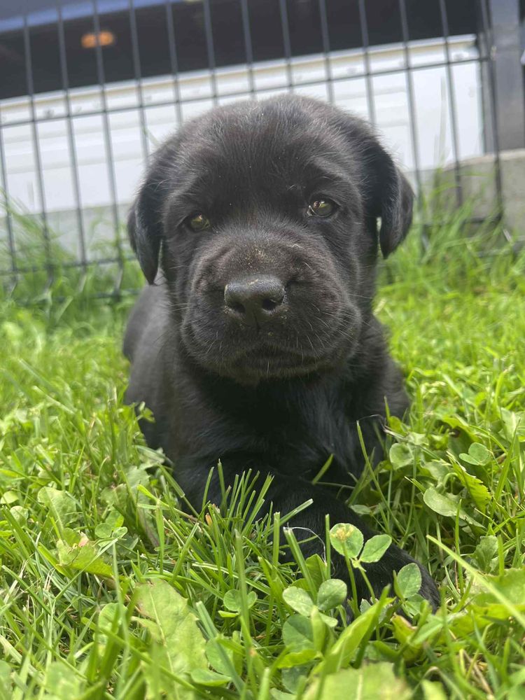 Labrador szczeniaczek
