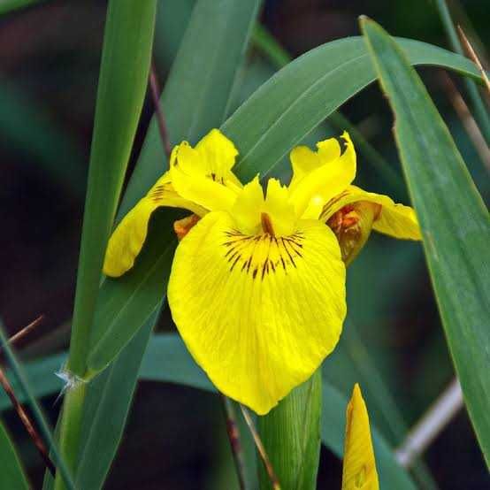 Lirio de agua amarelo para lago
