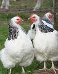 Vendo galinhas em inicio de postura (ISA Brown, Sussex, Leghorn)