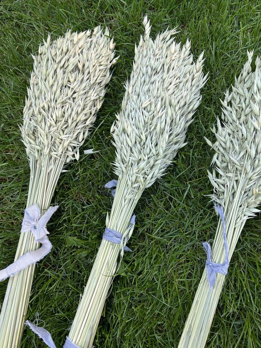 Сухрцвіти, льон, жито, пшениця, овес, фаляріс, нігела, просо