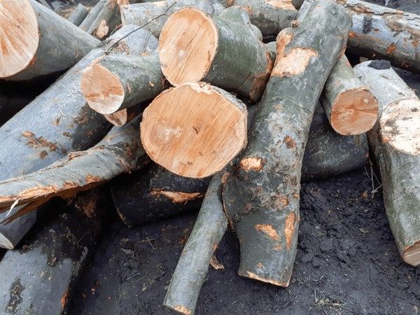 Дрова бук граб метрові гуртом дрова кубанами колоті дрова по області