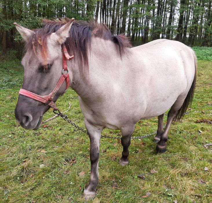 Klaczka konik polski bez próby