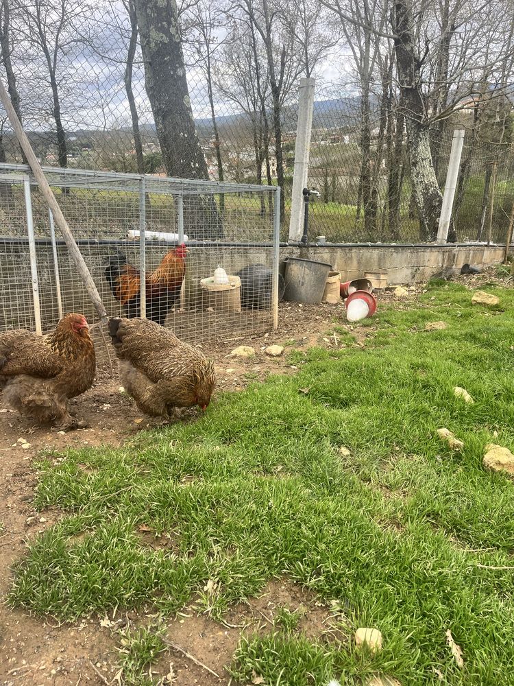 Ovos de galinha Brahama Perdiz