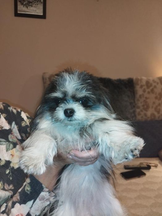 Oddam suczkę za darmo