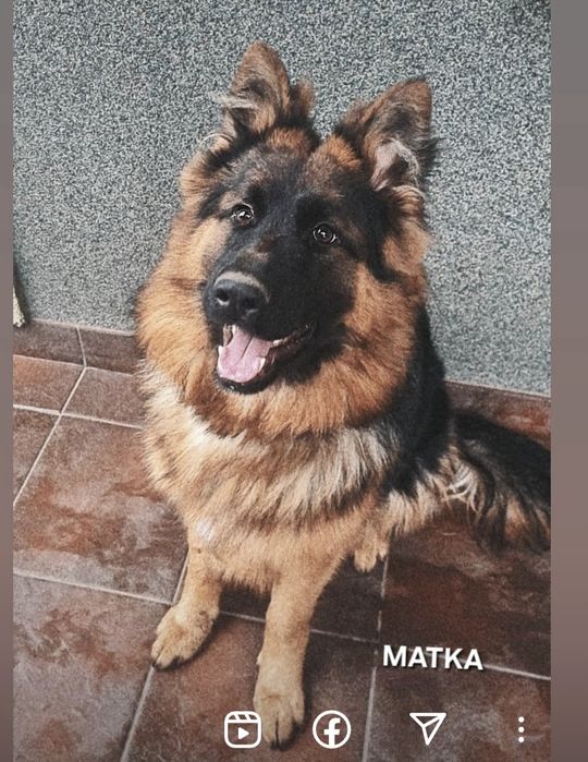 Suczki owczarka niemieckiego