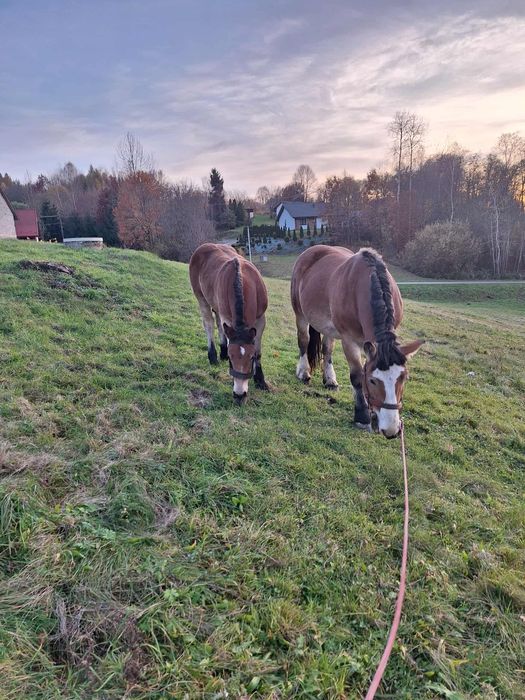 Klacz zimnokrwista z źrebica