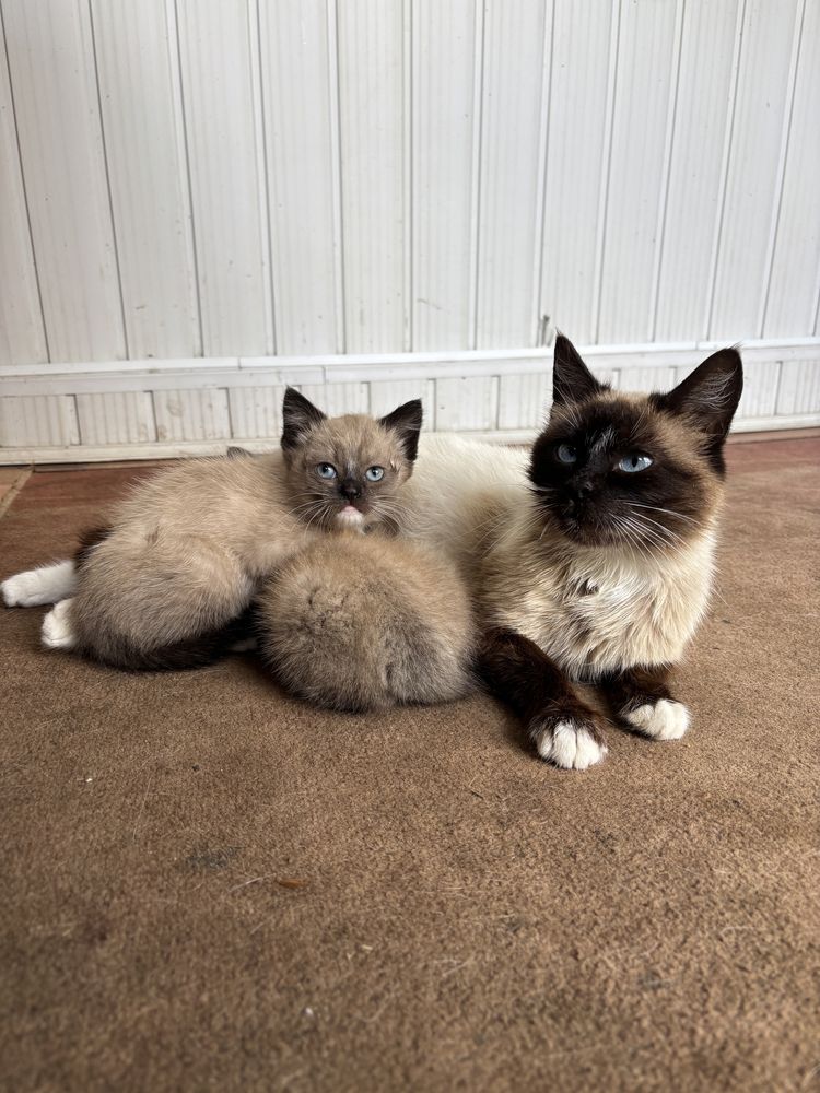 Кошеня кошенята кішечка киця котик кіт кот