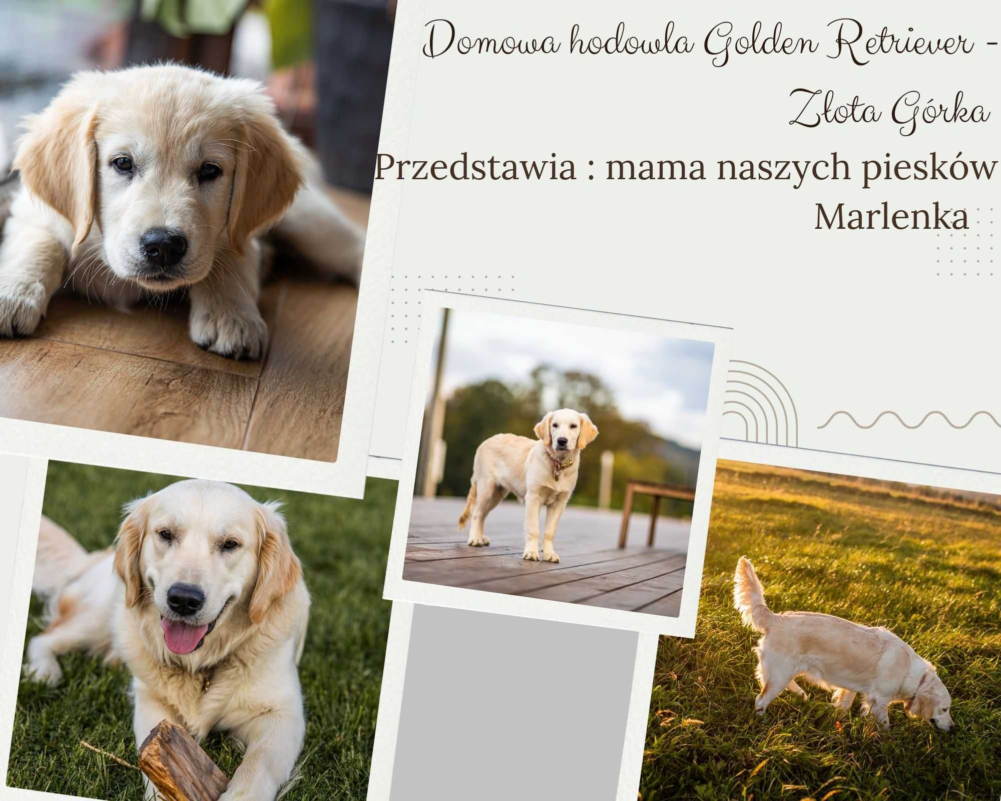 Golden retriever, biszkoptowy piesek z domowej hodowli.