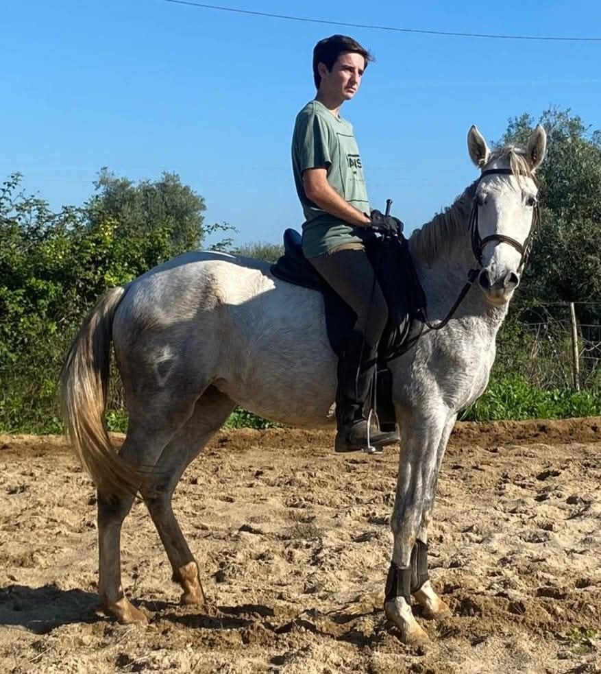Égua Lusitana aprovada como reprodutora, gestante e montada