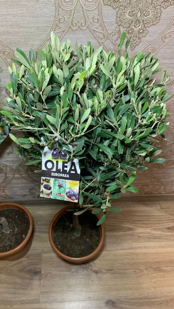 Оливкове Дерево olea europaea