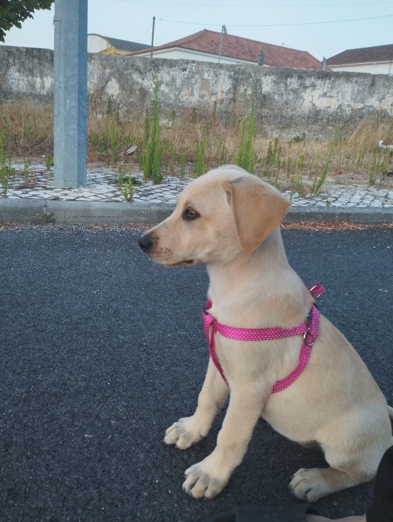 Cadela com 4 meses