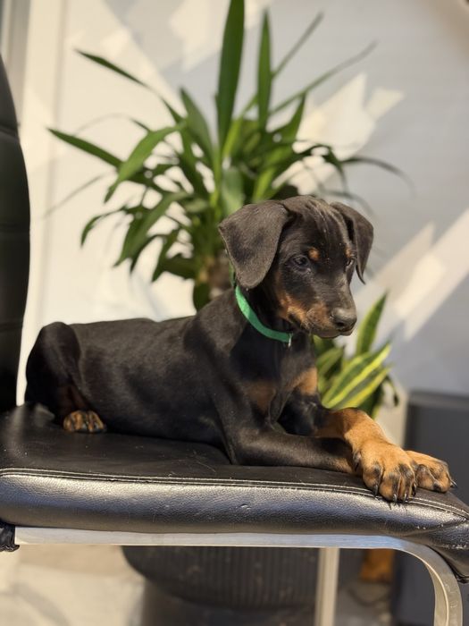 Szczeniaki Doberman