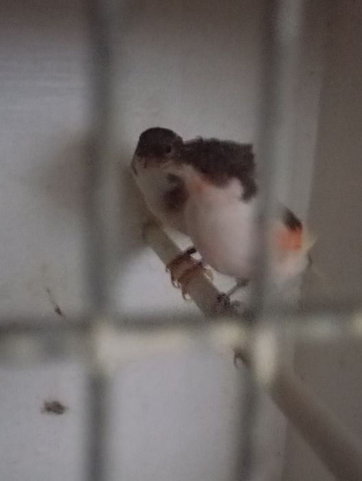 Vendo duas canárias alerquim português