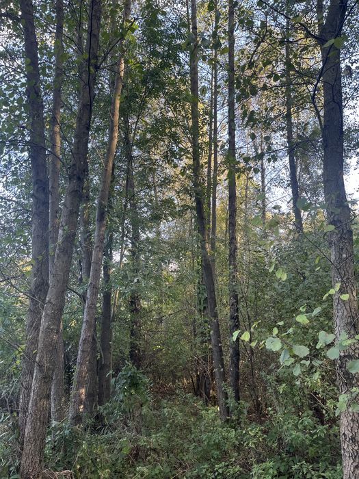 Las olchowo brzozowy 0,6ha