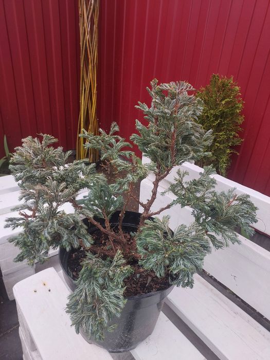 Бонсай, черенки хризантема мультифлора