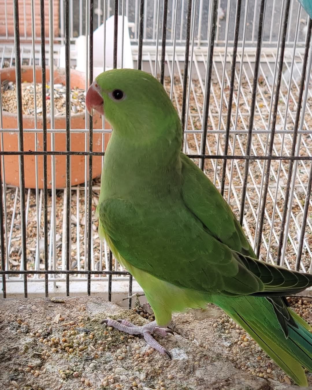 Ring neck verdes 2025