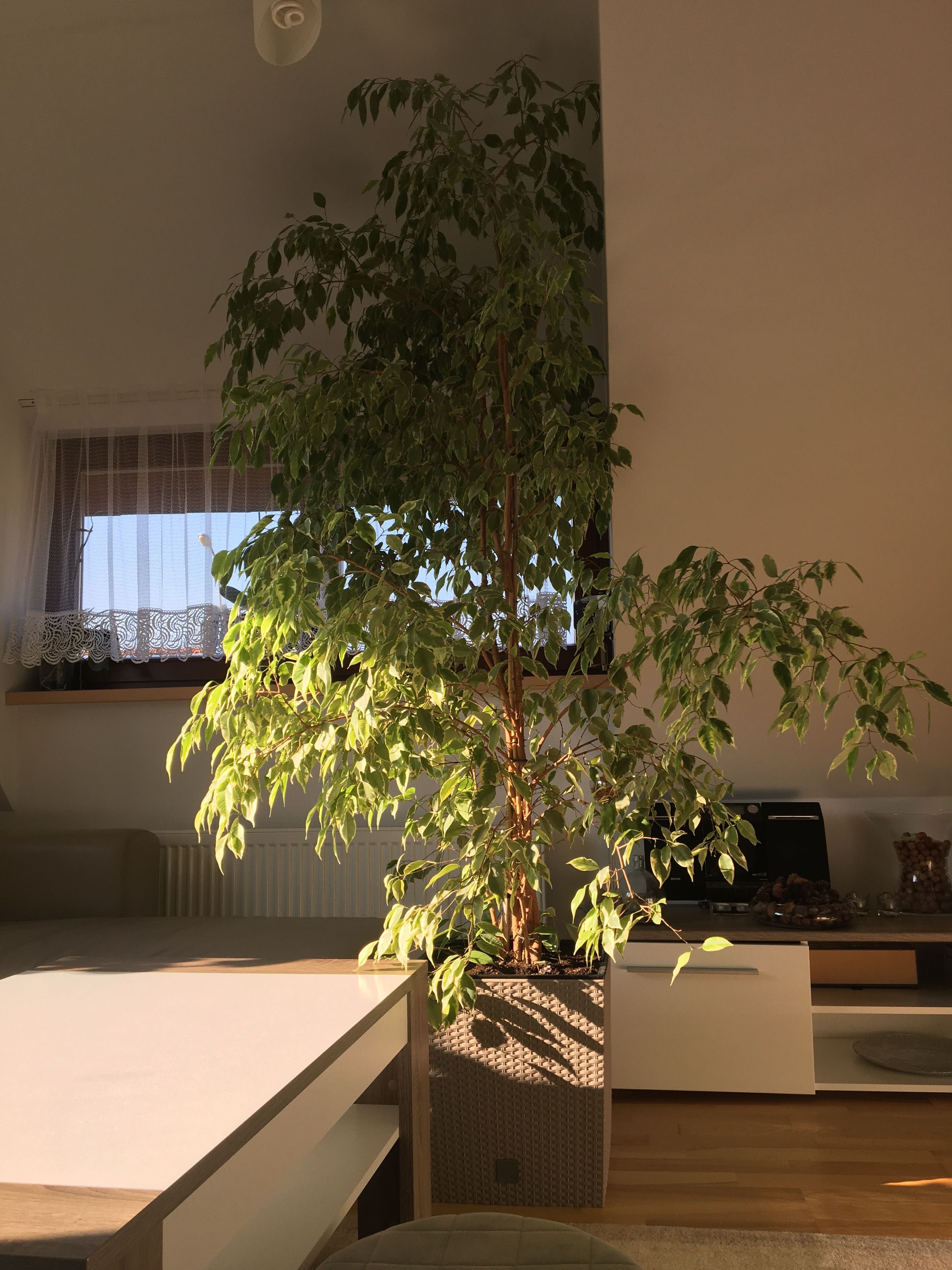 Duży benjaminek wys 230 cm
