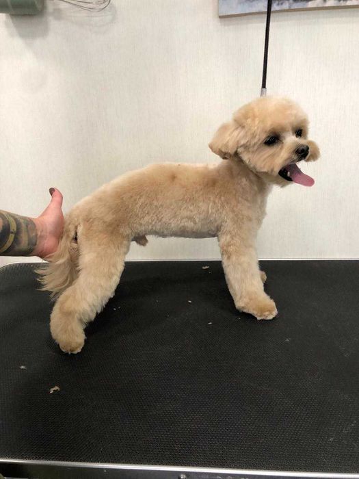 Мальтіпу Ф1, хлопчик, Вязка.