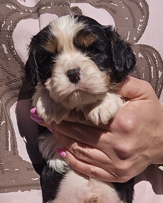 Cavalier piesek Tricolor