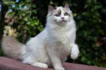 Ragdoll, pohodowlana koteczka z cudownym charakterem FPL/FIFE