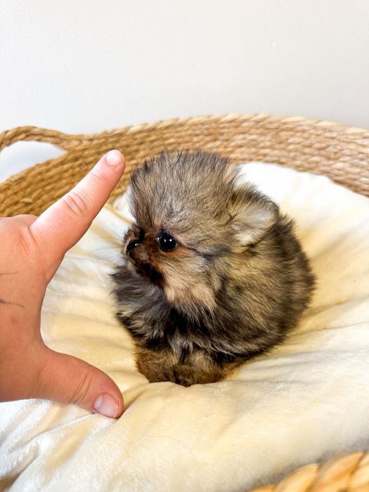 Xxxs pomeranian