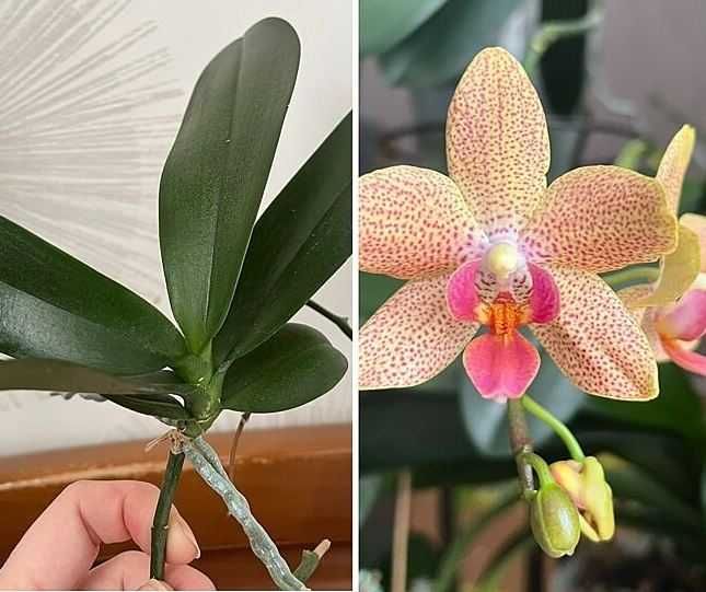 Орхидея фаленопсис Пурпурный ливень пилор, и другие