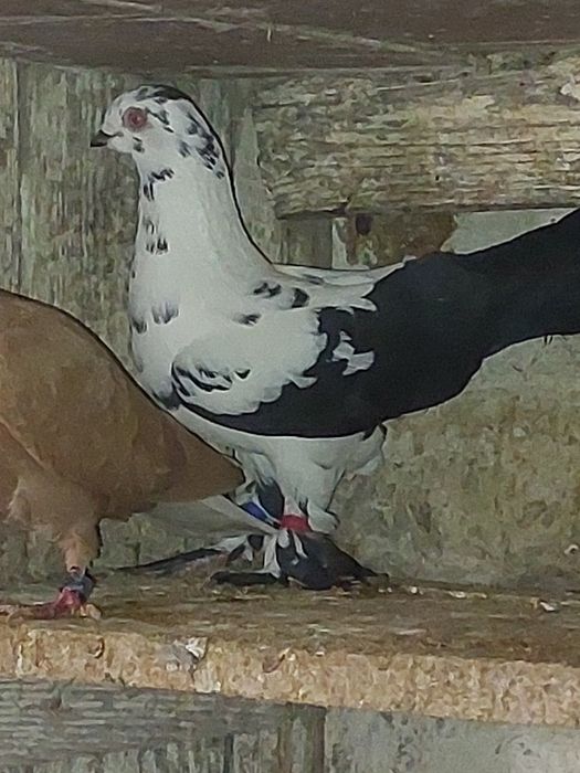 Gołębie  z lotu Typler za 15 zł