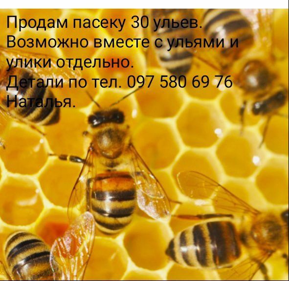 Продам пасеку 30 ульев.