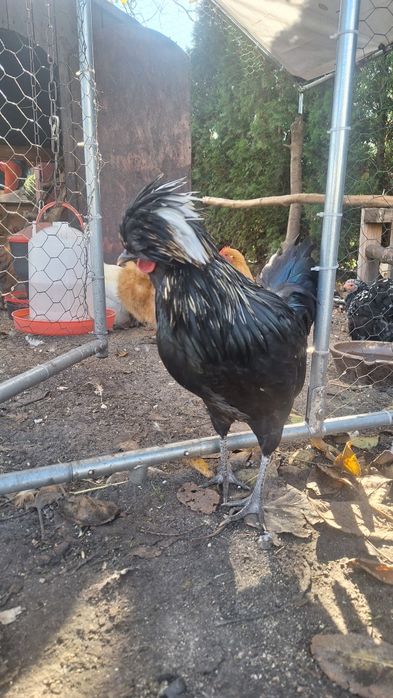 Sprzedam koguty czubatka silka jedwabista , silka satyna, kochin