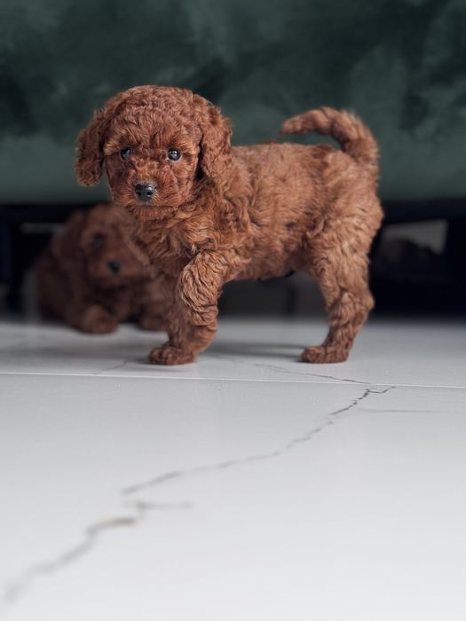 Pudel Toy Red - piesek ;)