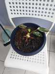 Philodendron 'Pink Princess' – młoda księżniczka szuka domu