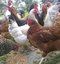 Kolorowe kury Kokoszki drób certyfikowana ferma kaczki gęsi perliczki