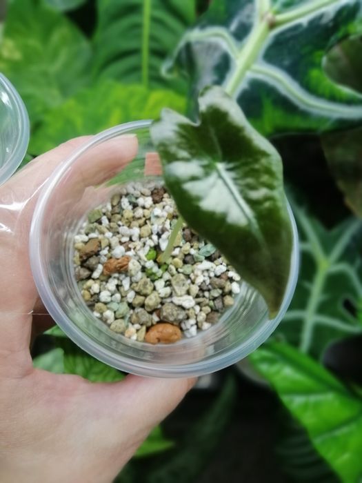 Алоказия много сортов.