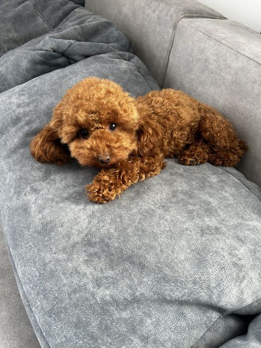 Дівчинка той пудель Ада