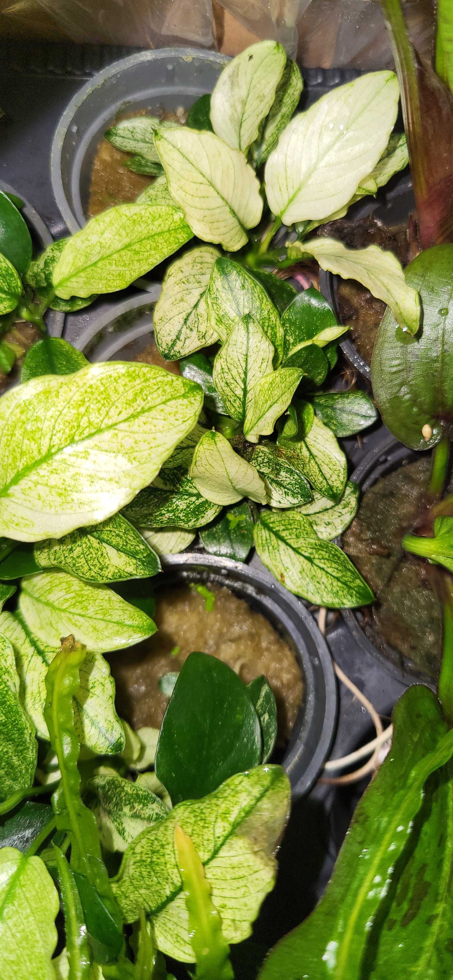 Anubias Pinto / SKLEP SKALAR