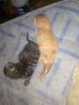 Tenho estes dois gatinhos para venda