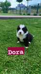 Rasowa suczka Border Collie