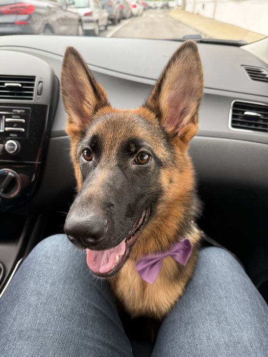 Pastor alemão fêmea 5 meses