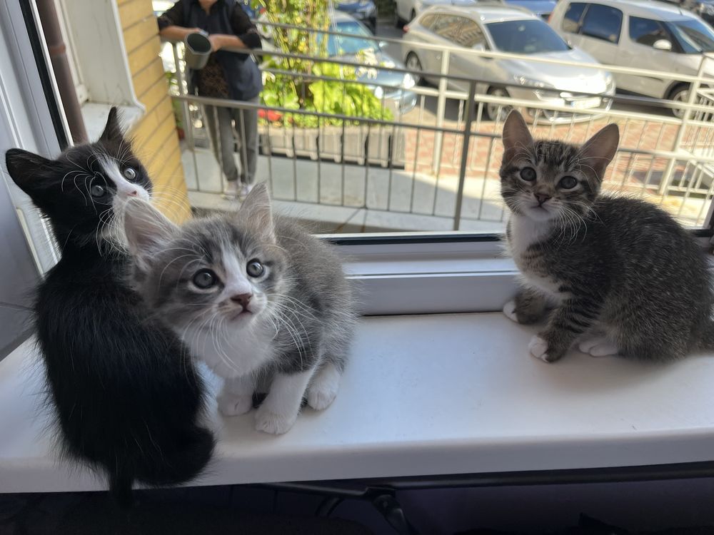 Отдам котят бесплатно