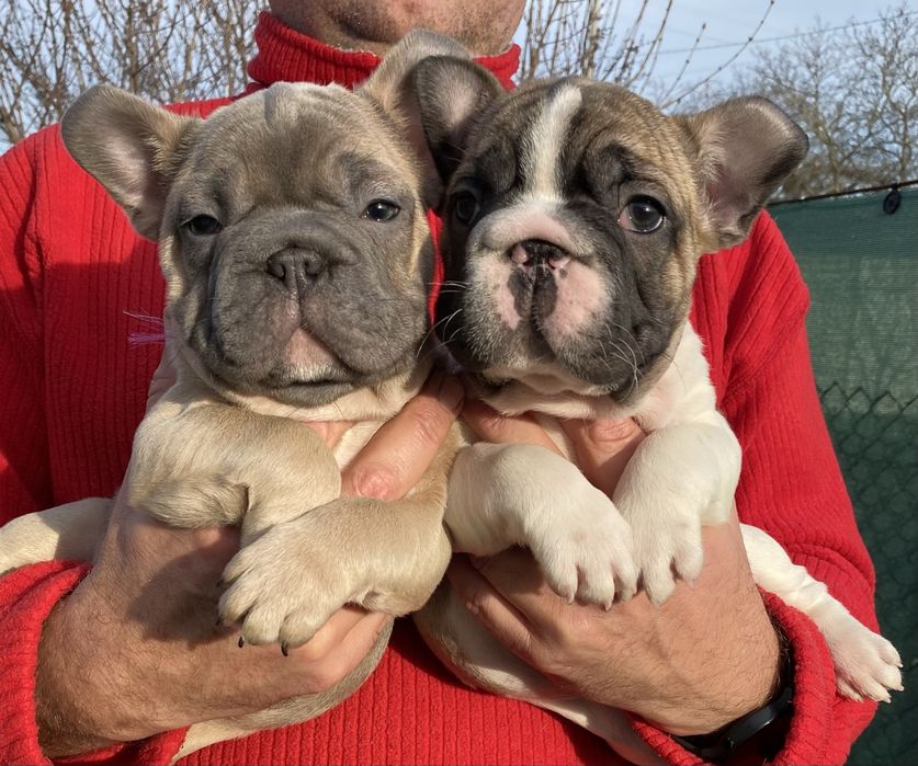 Французский бульдог